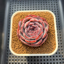 Echeveria 'Cold Brew' 2" (Air Magic Hybrid) Succulent Plant