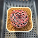 Echeveria 'Cold Brew' 2" (Air Magic Hybrid) Succulent Plant