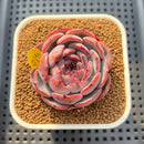 Echeveria 'Cold Brew' 2" (Air Magic Hybrid) Succulent Plant