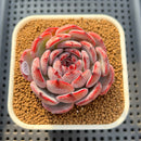 Echeveria 'Cold Brew' 2" (Air Magic Hybrid) Succulent Plant