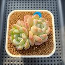 Echeveria 'Jelly Princess' 2" Succulent Plant Cutting