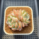 Echeveria 'Jelly Princess' 2" Succulent Plant Cutting