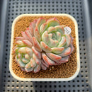 Echeveria 'Jelly Princess' 2" Succulent Plant Cutting