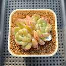 Echeveria 'Jelly Princess' 2" Succulent Plant Cutting