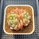 Echeveria 'Jelly Princess' 2" Succulent Plant Cutting