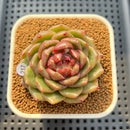Echeveria Hybrid sp. 2" Hand-Selected Clone (Brotherly Farm Hybrid) Succulent Plant Cutting