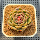 Echeveria Hybrid sp. 2" Hand-Selected Clone (Brotherly Farm Hybrid) Succulent Plant Cutting