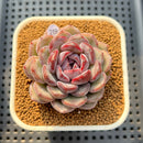 Echeveria Hybrid sp. 2" Hand-Selected Clone (Brotherly Farm Hybrid) Succulent Plant Cutting