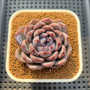 Echeveria Hybrid sp. 2" Hand-Selected Clone (Brotherly Farm Hybrid) Succulent Plant Cutting