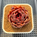 Echeveria Hybrid sp. 2" Hand-Selected Clone (Brotherly Farm Hybrid) Succulent Plant Cutting