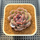 Echeveria Hybrid sp. 2" Hand-Selected Clone (Brotherly Farm Hybrid) Succulent Plant Cutting