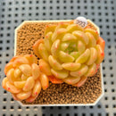 Echeveria 'Finesse' 2" Succulent Plant Cutting