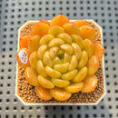 Echeveria 'Finesse' 2" Succulent Plant Cutting