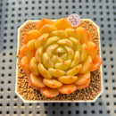 Echeveria 'Finesse' 2" Succulent Plant Cutting