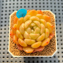 Echeveria 'Finesse' 2" Succulent Plant Cutting