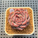 Echeveria 'Max Purple' 1" Succulent Plant Cutting