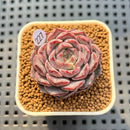Echeveria 'Max Purple' 1" Succulent Plant Cutting