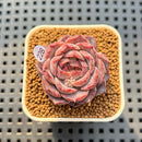 Echeveria 'Max Purple' 1" Succulent Plant Cutting
