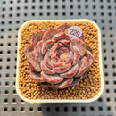 Echeveria 'Max Purple' 1" Succulent Plant Cutting