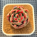 Echeveria Agavoides 'Black Whale' 2" Succulent Plant Cutting