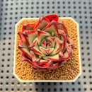 Echeveria Agavoides 'Black Whale' 2" Succulent Plant Cutting