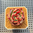 Echeveria Agavoides 'Black Whale' 2" Succulent Plant Cutting