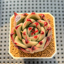 Echeveria Agavoides 'Black Whale' 2" Succulent Plant Cutting