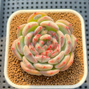 Echeveria 'Coralia' 2" Succulent Plant Cutting