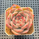 Echeveria 'Coralia' 2" Succulent Plant Cutting