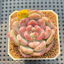 Echeveria 'Coralia' 2" Succulent Plant Cutting