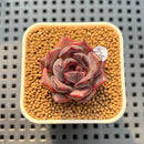 Echeveria Hybrid sp. 2" Hand-Selected Clone (Brotherly Farm Hybrid) Succulent Plant Cutting