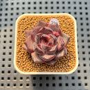 Echeveria Hybrid sp. 2" Hand-Selected Clone (Brotherly Farm Hybrid) Succulent Plant Cutting