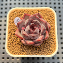 Echeveria Hybrid sp. 2" Hand-Selected Clone (Brotherly Farm Hybrid) Succulent Plant Cutting