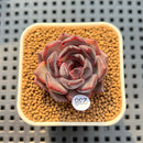 Echeveria Hybrid sp. 2" Hand-Selected Clone (Brotherly Farm Hybrid) Succulent Plant Cutting