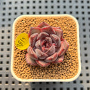 Echeveria Hybrid sp. 2" Hand-Selected Clone (Brotherly Farm Hybrid) Succulent Plant Cutting