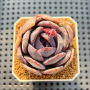 Echeveria Hybrid sp. 2" Hand-Selected Clone (Brotherly Farm Hybrid) Succulent Plant Cutting