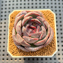 Echeveria Hybrid sp. 2" Hand-Selected Clone (Brotherly Farm Hybrid) Succulent Plant Cutting