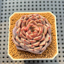 Echeveria Hybrid sp. 2" Hand-Selected Clone (Brotherly Farm Hybrid) Succulent Plant Cutting
