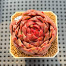 Echeveria Hybrid sp. 2" Hand-Selected Clone (Brotherly Farm Hybrid) Succulent Plant Cutting
