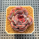 Echeveria Hybrid sp. 2" Hand-Selected Clone (Brotherly Farm Hybrid) Succulent Plant Cutting