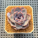 Echeveria Hybrid sp. 2" Hand-Selected Clone (Brotherly Farm Hybrid) Succulent Plant Cutting