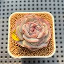 Echeveria 'Herace' 2" Succulent Plant Cutting