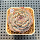 Echeveria 'Herace' 2" Succulent Plant Cutting