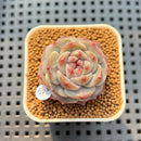 Echeveria 'Herace' 2" Succulent Plant Cutting