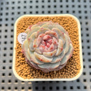 Echeveria 'Herace' 2" Succulent Plant Cutting