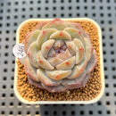 Echeveria 'Herace' 2" Succulent Plant Cutting