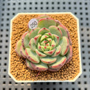 Echeveria 'Black Panda' 1"-2" Succulent Plant Cutting