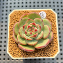 Echeveria 'Black Panda' 1"-2" Succulent Plant Cutting