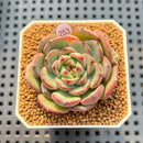Echeveria 'Black Panda' 1"-2" Succulent Plant Cutting