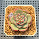 Echeveria 'Black Panda' 1"-2" Succulent Plant Cutting